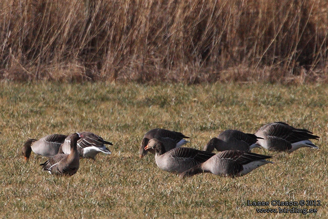 FJÄLLGÅS / LESSER WHITE-FRONTED GOOSE (Anser erythropus) - STOR BILD / FULL SIZE