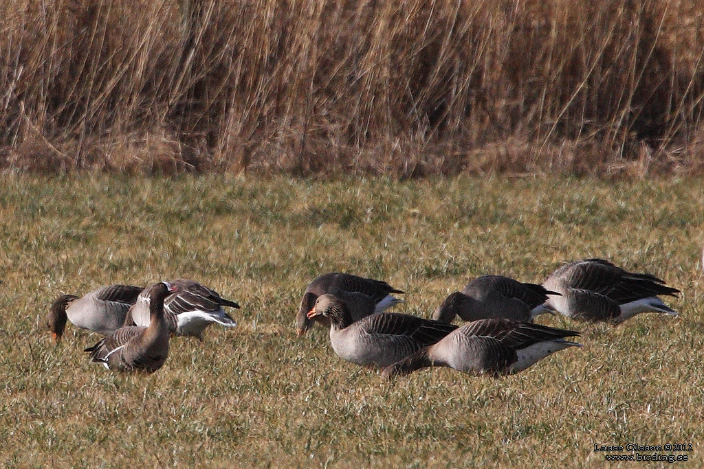 FJÄLLGÅS / LESSSER WHITE-FRONTED GOOSE (Anser erythropus) - Stäng / Close