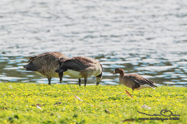 FJÄLLGÅS / LESSER WHITE-FRONTED GOOSE (Anser erythropus) - STOR BILD / FULL SIZE