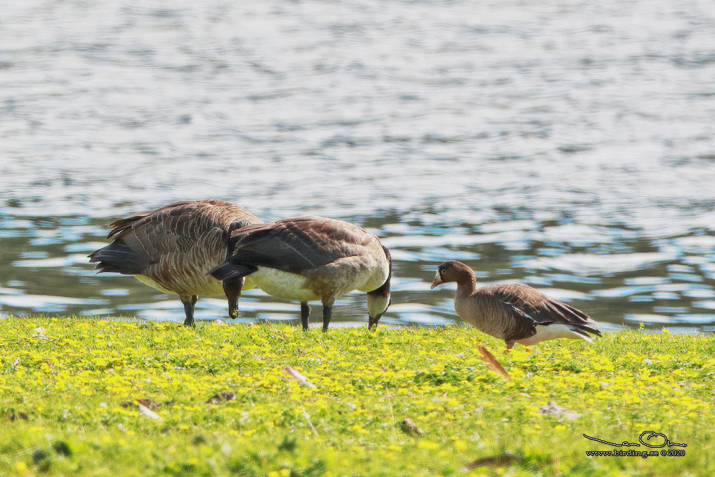 FJÄLLGÅS / LESSSER WHITE-FRONTED GOOSE (Anser erythropus) - Stäng / Close