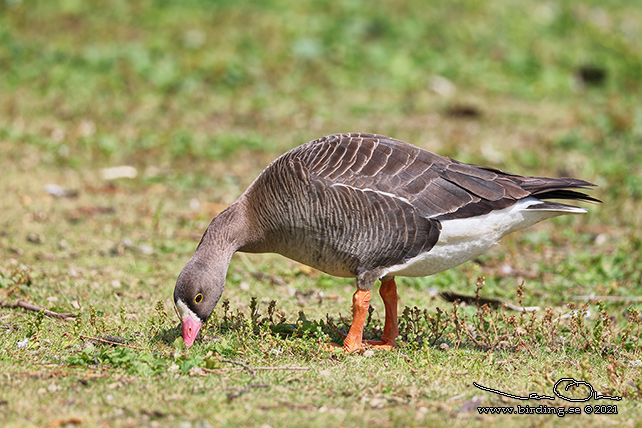 FJÄLLGÅS / LESSER WHITE-FRONTED GOOSE (Anser erythropus) - STOR BILD / FULL SIZE