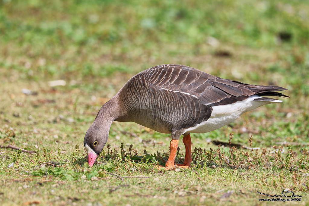 FJÄLLGÅS / LESSSER WHITE-FRONTED GOOSE (Anser erythropus) - Stäng / Close