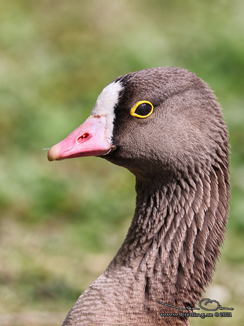 FJÄLLGÅS / LESSER WHITE-FRONTED GOOSE (Anser erythropus) - STOR BILD / FULL SIZE