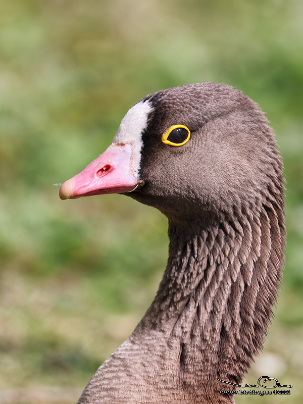 FJÄLLGÅS / LESSSER WHITE-FRONTED GOOSE (Anser erythropus) - Stäng / Close