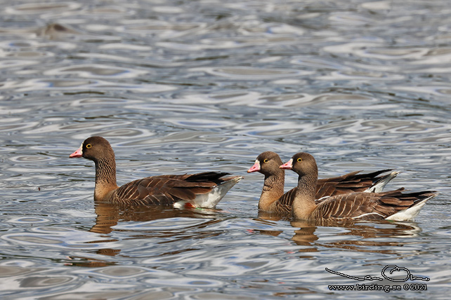 FJÄLLGÅS / LESSER WHITE-FRONTED GOOSE (Anser erythropus) - STOR BILD / FULL SIZE