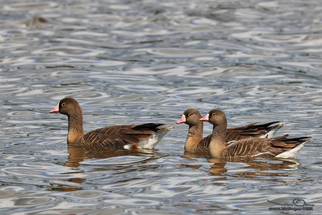 FJÄLLGÅS / LESSSER WHITE-FRONTED GOOSE (Anser erythropus) - Stäng / Close