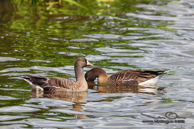 FJÄLLGÅS / LESSER WHITE-FRONTED GOOSE (Anser erythropus) - STOR BILD / FULL SIZE