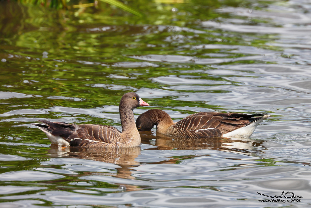 FJÄLLGÅS / LESSSER WHITE-FRONTED GOOSE (Anser erythropus) - Stäng / Close