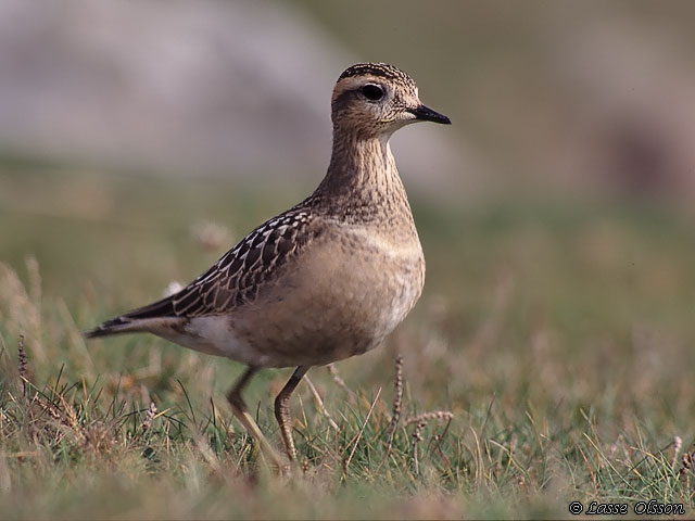 FJLLPIPARE / EURASIAN DOTTEREL (Charadrius morinellus)