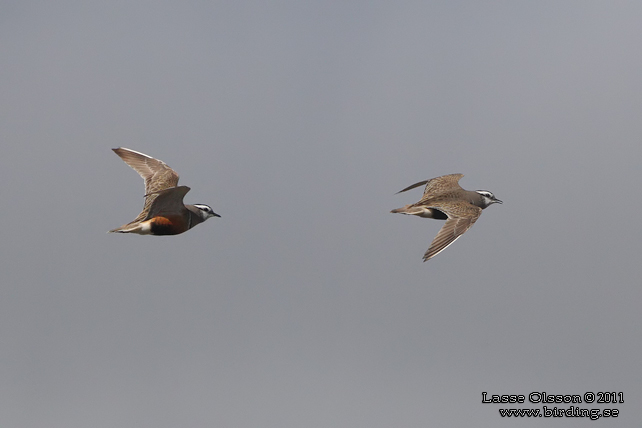 FJÄLLPIPARE / EURASIAN DOTTEREL (Charadrius morinellus) - stor bild / full size