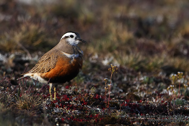 FJÄLLPIPARE / EURASIAN DOTTEREL (Charadrius morinellus) - stor bild / full size