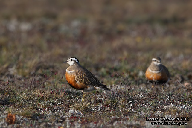 FJÄLLPIPARE / EURASIAN DOTTEREL (Charadrius morinellus) - stor bild / full size