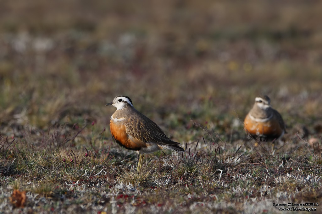 FJLLPIPARE / EURASIAN DOTTEREL (Charadrius morinellus) - Stng / CLOSE