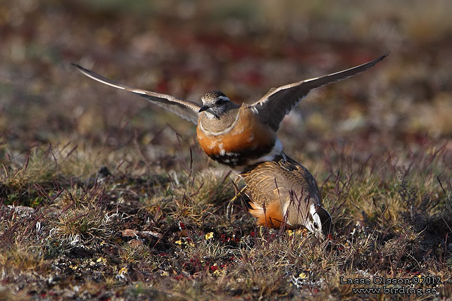 FJÄLLPIPARE / EURASIAN DOTTEREL (Charadrius morinellus) - stor bild / full size