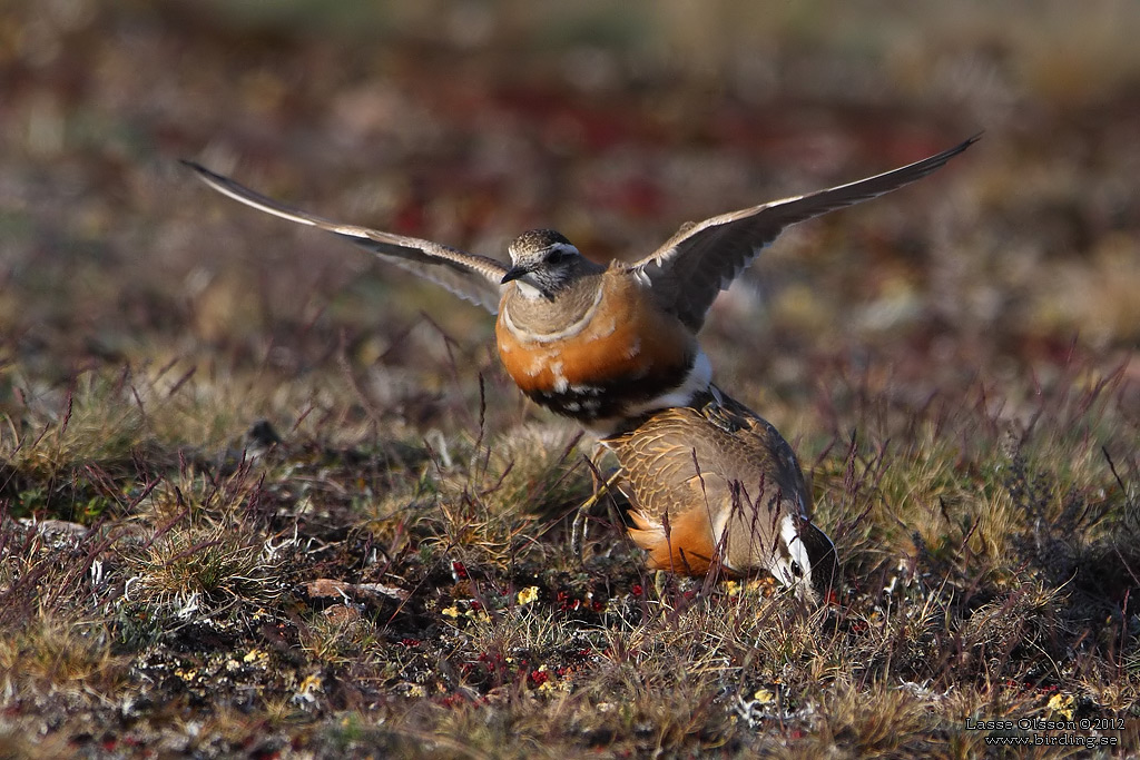 FJLLPIPARE / EURASIAN DOTTEREL (Charadrius morinellus) - Stng / CLOSE