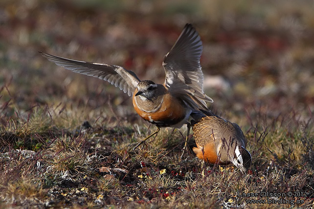 FJÄLLPIPARE / EURASIAN DOTTEREL (Charadrius morinellus) - stor bild / full size