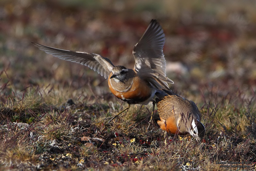 FJLLPIPARE / EURASIAN DOTTEREL (Charadrius morinellus) - Stng / CLOSE