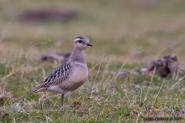 FJLLPIPARE / EURASIAN DOTTEREL (Charadrius morinellus) - stor bild / full size