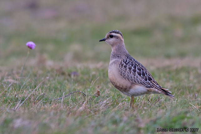 FJLLPIPARE / EURASIAN DOTTEREL (Charadrius morinellus) - stor bild / full size