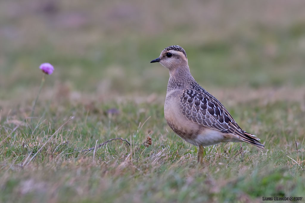 FJLLPIPARE / EURASIAN DOTTEREL (Charadrius morinellus) - STNG / CLOSE