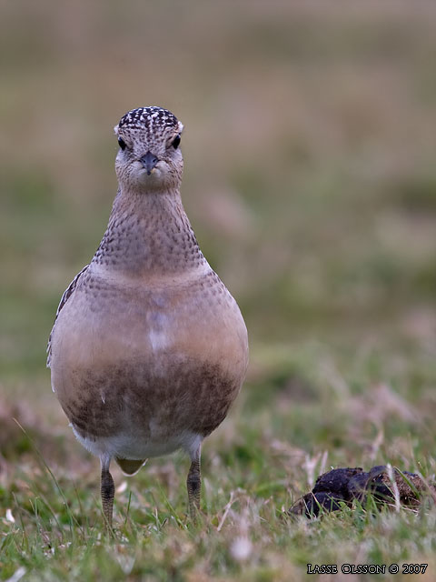 FJLLPIPARE / EURASIAN DOTTEREL (Charadrius morinellus)