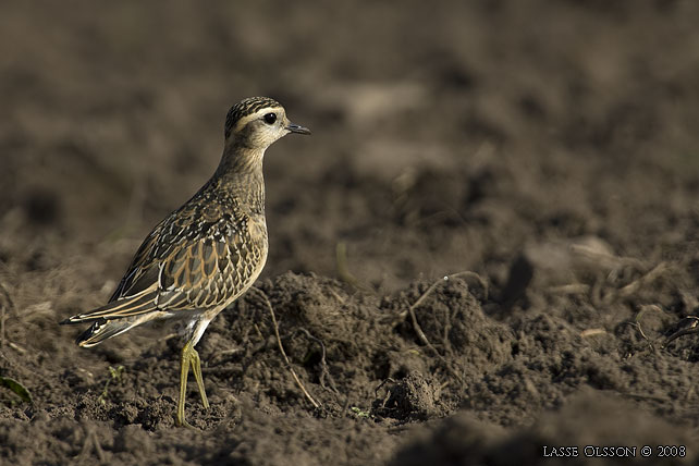 FJLLPIPARE / EURASIAN DOTTEREL (Charadrius morinellus) - stor bild / full size