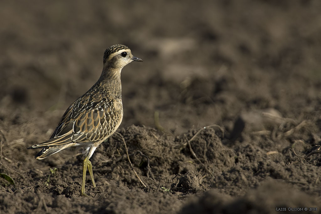 FJLLPIPARE / EURASIAN DOTTEREL (Charadrius morinellus) - STNG / CLOSE