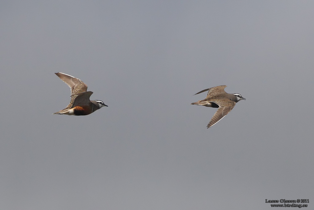 FJLLPIPARE / EURASIAN DOTTEREL (Charadrius morinellus) - Stng / CLOSE