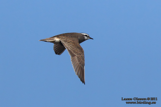 FJÄLLPIPARE / EURASIAN DOTTEREL (Charadrius morinellus) - stor bild / full size