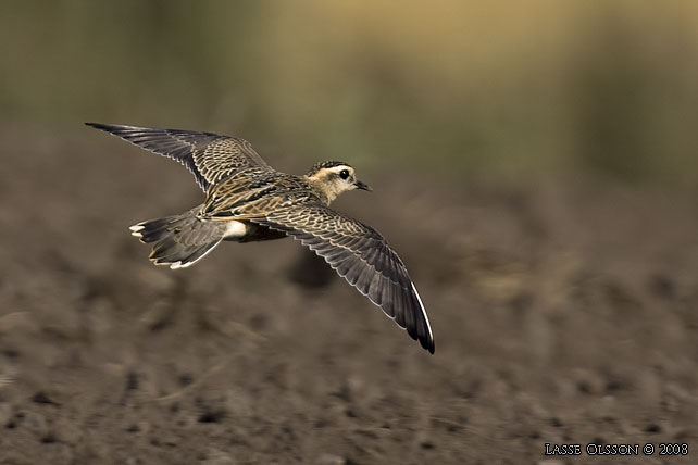 FJLLPIPARE / EURASIAN DOTTEREL (Charadrius morinellus) - stor bild / full size