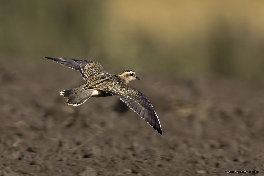 FJLLPIPARE / EURASIAN DOTTEREL (Charadrius morinellus) - STNG / CLOSE