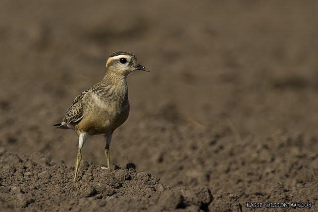 FJLLPIPARE / EURASIAN DOTTEREL (Charadrius morinellus) - stor bild / full size