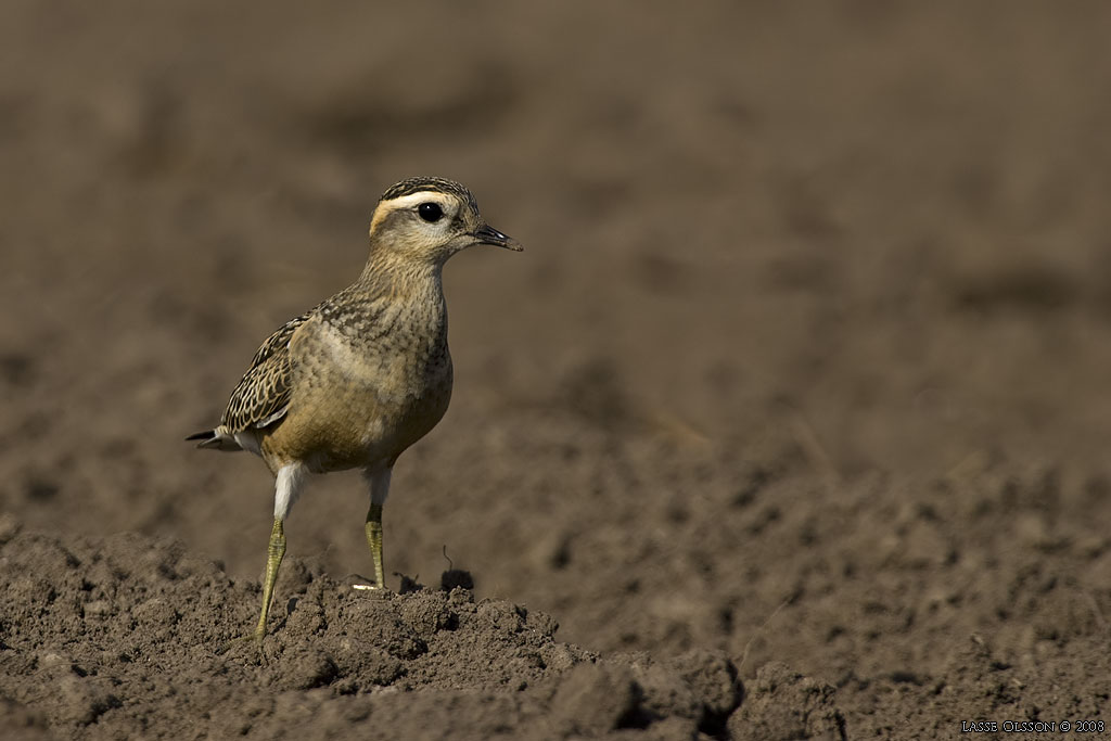 FJLLPIPARE / EURASIAN DOTTEREL (Charadrius morinellus) - STNG / CLOSE