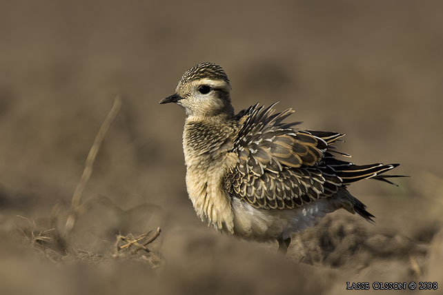 FJLLPIPARE / EURASIAN DOTTEREL (Charadrius morinellus) - stor bild / full size