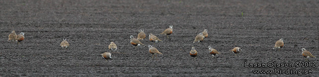 FJÄLLPIPARE / EURASIAN DOTTEREL (Charadrius morinellus) - stor bild / full size