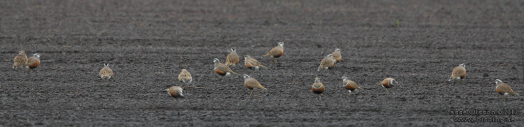 FJLLPIPARE / EURASIAN DOTTEREL (Charadrius morinellus) - Stng / CLOSE