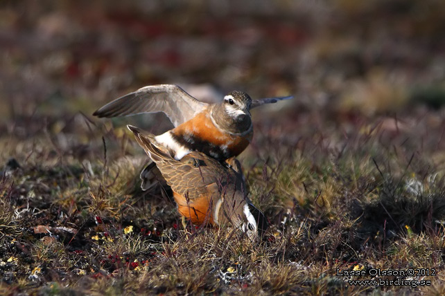 FJÄLLPIPARE / EURASIAN DOTTEREL (Charadrius morinellus) - stor bild / full size