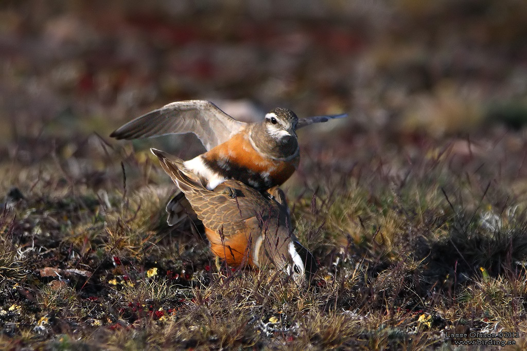 FJLLPIPARE / EURASIAN DOTTEREL (Charadrius morinellus) - Stng / CLOSE