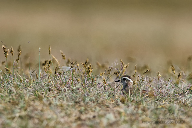 FJÄLLPIPARE / EURASIAN DOTTEREL (Charadrius morinellus) - stor bild / full size