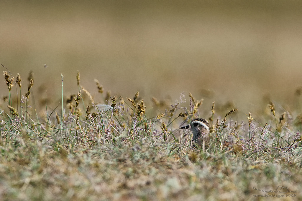 FJLLPIPARE / EURASIAN DOTTEREL (Charadrius morinellus) - Stng / CLOSE