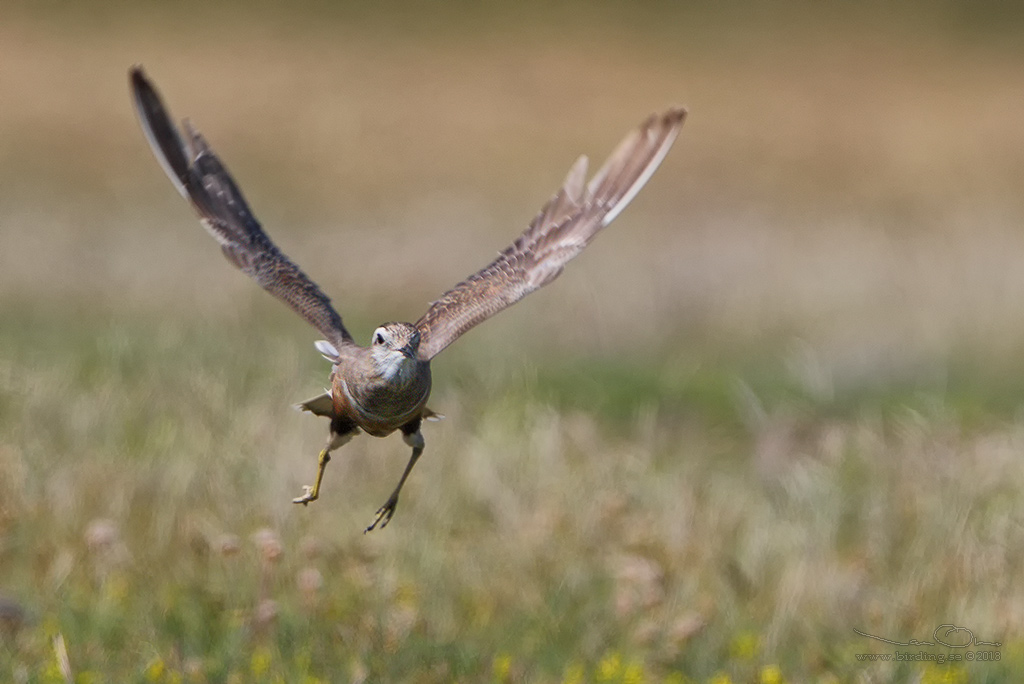 FJLLPIPARE / EURASIAN DOTTEREL (Charadrius morinellus) - Stng / CLOSE