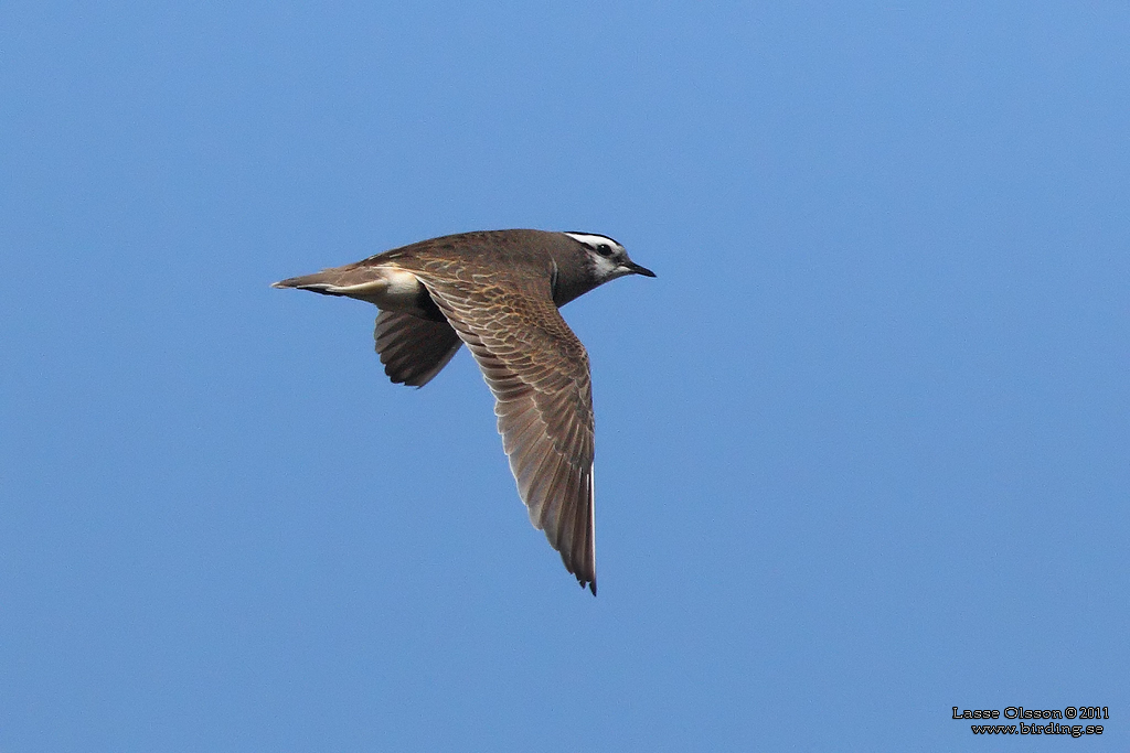 FJLLPIPARE / EURASIAN DOTTEREL (Charadrius morinellus) - Stng / CLOSE