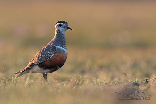 FJÄLLPIPARE / EURASIAN DOTTEREL (Charadrius morinellus) - stor bild / full size