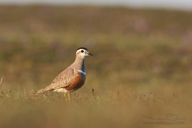 FJÄLLPIPARE / EURASIAN DOTTEREL (Charadrius morinellus) - stor bild / full size