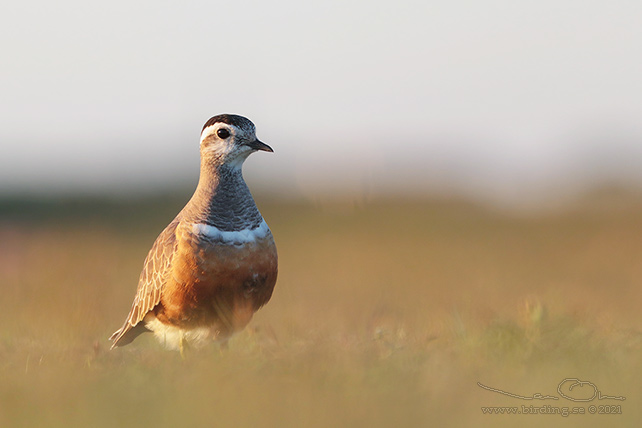 FJÄLLPIPARE / EURASIAN DOTTEREL (Charadrius morinellus) - stor bild / full size