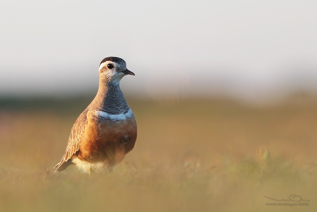 FJLLPIPARE / EURASIAN DOTTEREL (Charadrius morinellus) - Stng / CLOSE