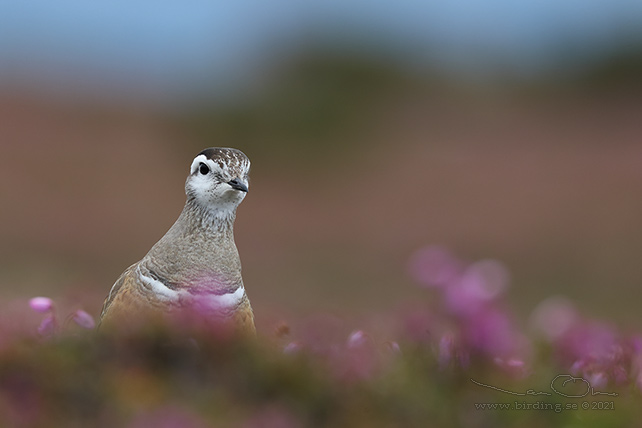 FJÄLLPIPARE / EURASIAN DOTTEREL (Charadrius morinellus) - stor bild / full size