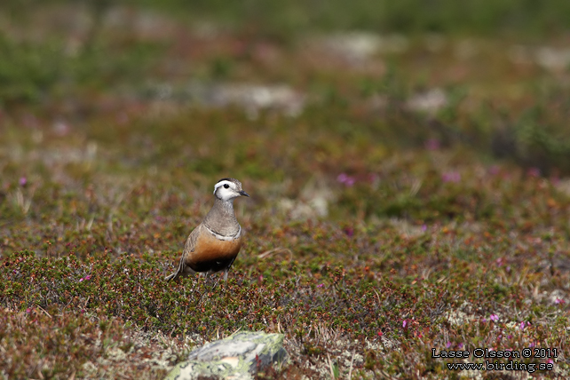 FJÄLLPIPARE / EURASIAN DOTTEREL (Charadrius morinellus) - stor bild / full size