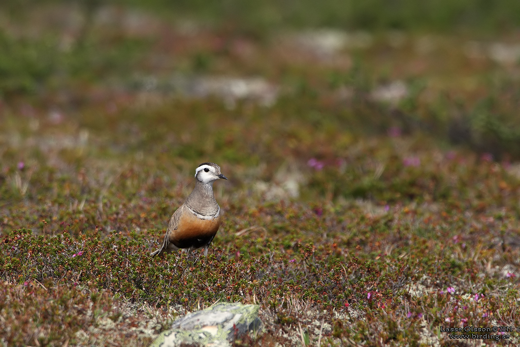 FJLLPIPARE / EURASIAN DOTTEREL (Charadrius morinellus) - Stng / CLOSE