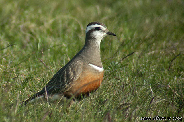 FJLLPIPARE / EURASIAN DOTTEREL (Charadrius morinellus)